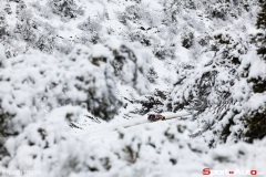 CR3_9442